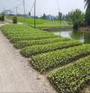 Bán lô đất nông nghiệp có thổ cư tại Thuận Thành huyện Cần Giuộc 1000m2 có 334m2 thổ cư
