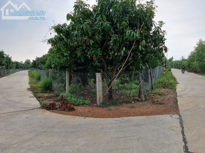 Bán vườn cây ăn trái ngay Đá Ba Chồng, hồ Trị An, Định Quán. Giá 450 triệu/sào - 3