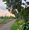 Bán vườn cây ăn trái ngay Đá Ba Chồng, hồ Trị An, Định Quán. Giá 450 triệu/sào