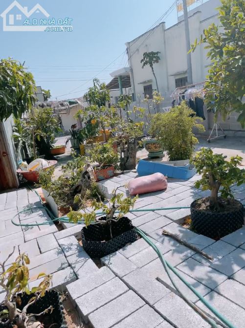 Cần Bán 2600m2 Mặt Tiền Đường Nhựa Nguyễn Thông Ngay Khu Dân Cư  Phường Phú Hài,Phan Thiết - 3