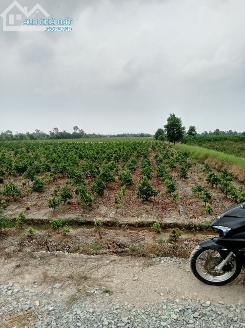 Bán đất mặt tiền kênh 2 , xã Tân Thành huyện Thủ Thừa, Long An - 2