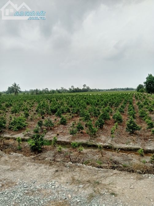 Bán đất mặt tiền kênh 2 , xã Tân Thành huyện Thủ Thừa, Long An - 5