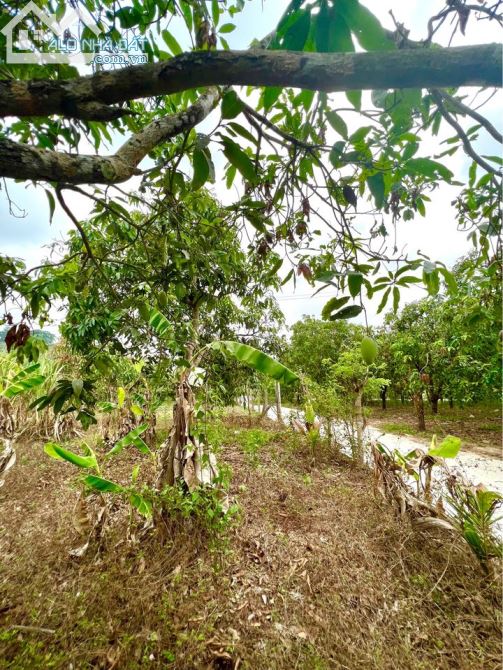 ĐẤT VƯỜN CÓ THỔ CƯ 2069M2 CÓ 100M2 THỔ CƯ GẦN 90M MẶT TIỀN BÊ TÔNG CHỈ 1TY450 - 1
