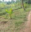 Bán 3116m2 đất vườn dừa đường xe walam ngang đất
