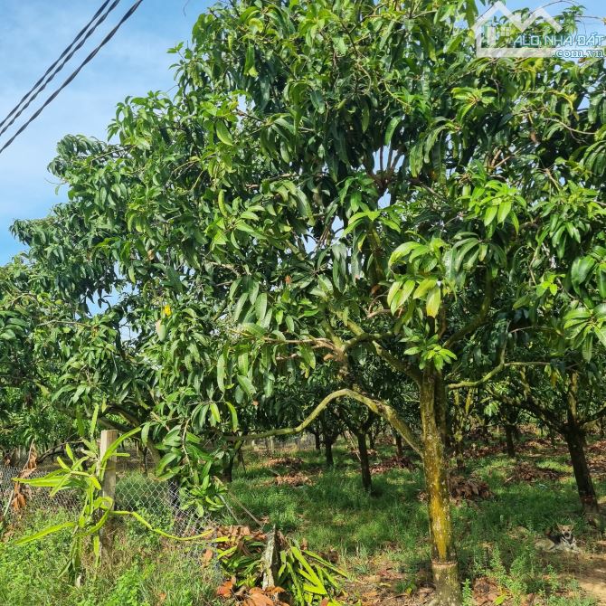 ĐẤT VƯỜN THỔ CƯ NGAY KHU CÔNG NGHIỆP ĐỊNH QUÁN 1103M2(24MX45M) CÓ 100M2 THỔ CƯ 980TR - 1