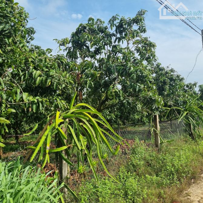 ĐẤT VƯỜN THỔ CƯ NGAY KHU CÔNG NGHIỆP ĐỊNH QUÁN 1103M2(24MX45M) CÓ 100M2 THỔ CƯ 980TR - 2