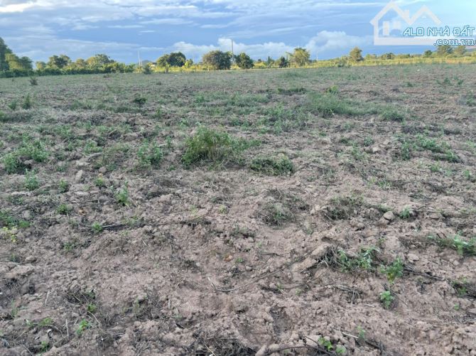 Bán 1200m2 đất hồng liêm 275tr, cách QL1A 800, có sẵn tràm, đường hiện hữu