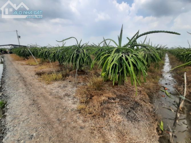 22x90=2000m² đất gần QL50, TP Tân An chỉ 1 tỷ