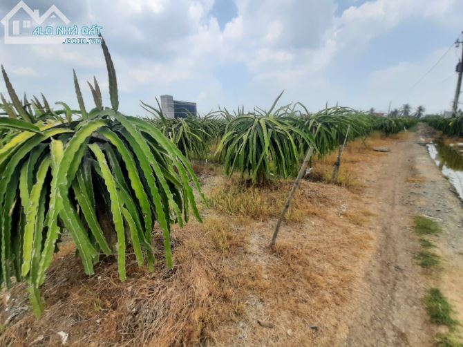22x90=2000m² đất gần QL50, TP Tân An chỉ 1 tỷ - 1