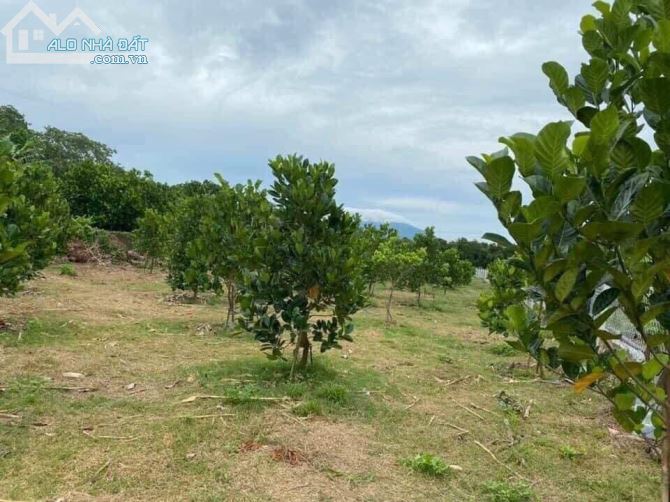 CẦN BÁN VƯỜN MÍT 1009M2(14MX75M) ĐƯỜNG QUI HOẠCH 32M CÁCH QUỐC LỘ 20 CHỈ 2KM CHỈ 800TR - 1