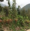 Bán vườn sầu 1,5 năm tuổi xã Vĩnh Lương cách biển 10km