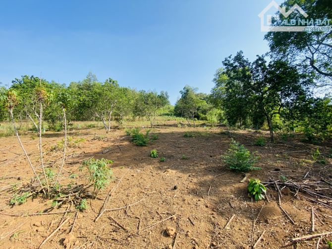 BÁN GẤP LÔ ĐẤT VIEW CÁNH ĐỒNG TRIỆU ĐÔ CHỈ CÁCH ĐƯỜNG CAO TỐC CÓ 500m - 2