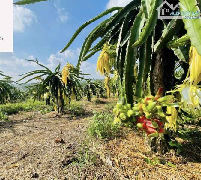 BÁN VƯỜN THANH LONG 4.500M2, CÁCH ĐƯỜNG XUÂN SƠN-ĐÁ BẠC CHỈ 1.5KM, GIÁ CHỈ 580TR/1000M2 - 1