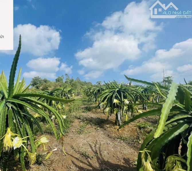 BÁN VƯỜN THANH LONG 4.500M2, CÁCH ĐƯỜNG XUÂN SƠN-ĐÁ BẠC CHỈ 1.5KM, GIÁ CHỈ 580TR/1000M2 - 4