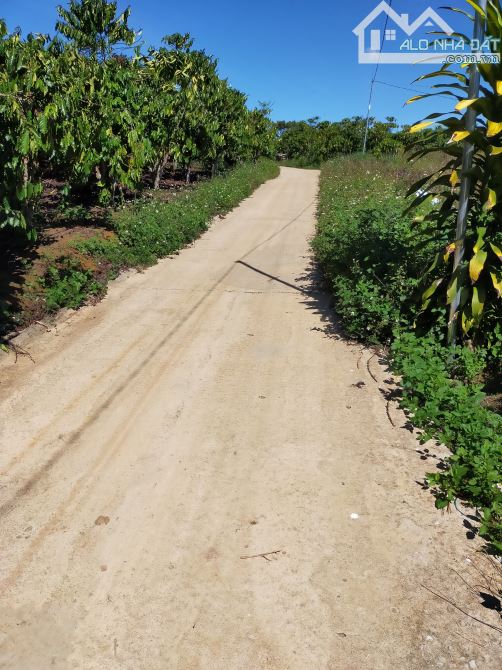 ( TIN ĐẶC BIỆT ) LÔ ĐẤT 4100m NGAY XÃ LỘC NGA TP BẢO LỘC CHỈ 4,6 TỶ - 5