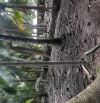 Bán 2 công đất vườn dừa đang cho trái