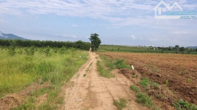 Đất Đẹp  11.880m2 Thị trấn Tân Nghĩa, hai mặt tiền trước sau 132m, ô tô tới đất - 2