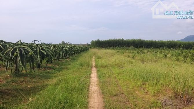 Đất Đẹp  11.880m2 Thị trấn Tân Nghĩa, hai mặt tiền trước sau 132m, ô tô tới đất - 3