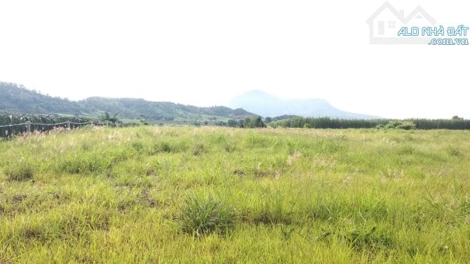 Đất Đẹp  11.880m2 Thị trấn Tân Nghĩa, hai mặt tiền trước sau 132m, ô tô tới đất - 4