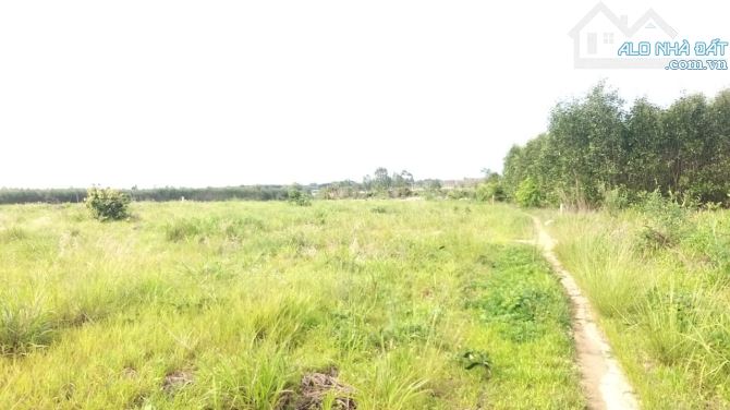 Đất Đẹp  11.880m2 Thị trấn Tân Nghĩa, hai mặt tiền trước sau 132m, ô tô tới đất - 5