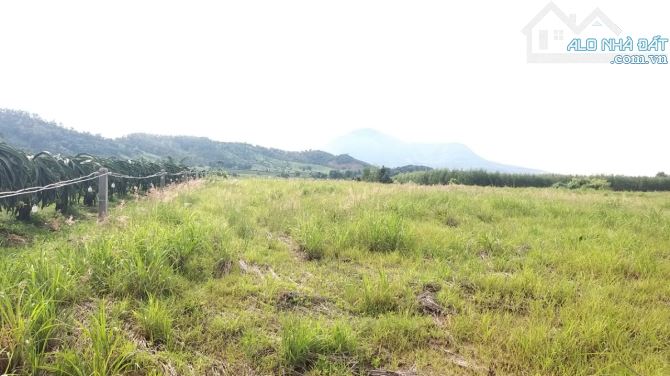 Đất Đẹp  11.880m2 Thị trấn Tân Nghĩa, hai mặt tiền trước sau 132m, ô tô tới đất - 6