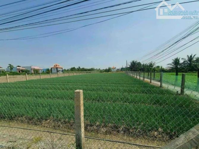 Bán đất lúa có thổ cư xã Tân Trạch, H Cần Đước; 1380m2, 2mt đường xe tải - 1