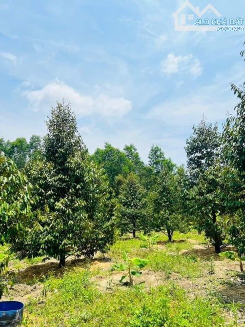 Bán vườn sầu riêng xã Diên Tân huyện Diên Khánh - 2