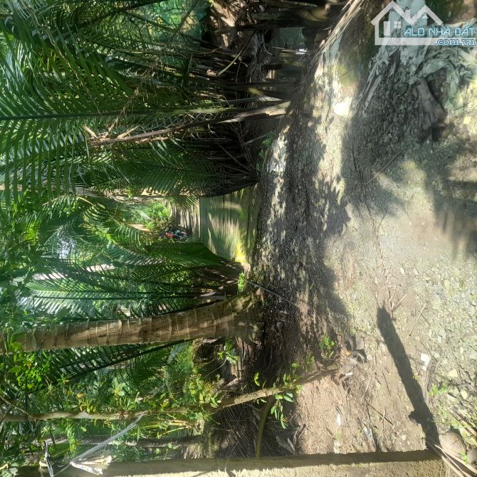 Bán 2 công đất vườn dừa gần trường hoàng lam - 2