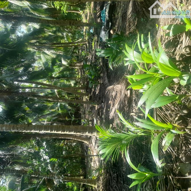 Bán 2 công đất vườn dừa gần trường hoàng lam - 4
