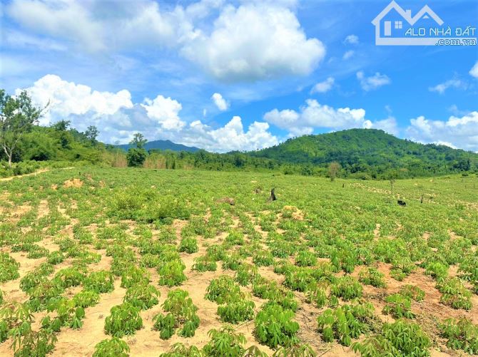 Bán 20ha, giá chỉ 390tr/ha, sổ cây lâu năm đầy đủ, tại Krong Nô tỉnh Đắk Nông - 5