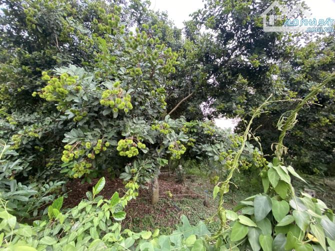 ĐẤT VƯỜN CÓ THỔ CƯ 1107.9M2 CÓ SẴN 100M2 THỔ CƯ GIÁ RẺ NHẤT KHU VỰC CHỈ 930 TRIỆU - 2