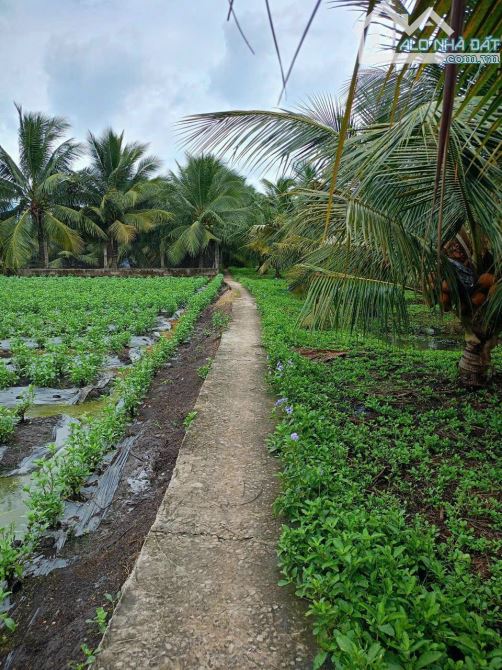 Đất hẻm đường Nguyễn Văn Quá, xã Lợi Bình Nhơn ,TP, Tân An - 4