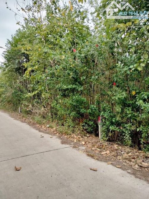 BÁN LÔ ĐẤT MẶT TIỀN BÊ TÔNG TRONG KHU DÂN CƯ 1001M2(12mx81m) GIÁ CỰC KỲ TỐT CHỈ 500 TRIỆU - 2