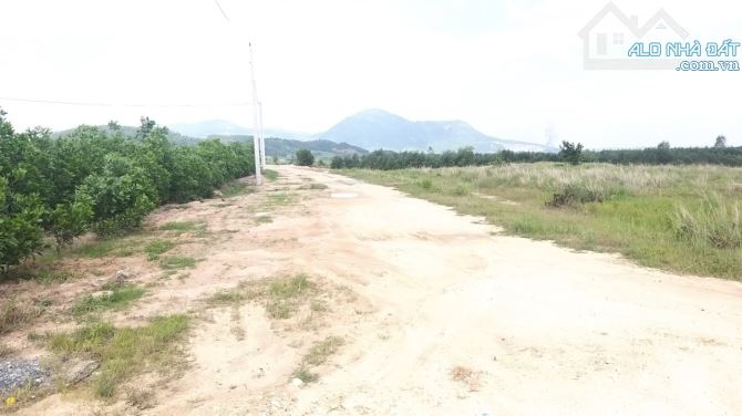 Đất Đẹp Thị Trấn Tân Nghĩa đường ô tô ,4 mặt tiền  15.601m2  5,6 tỷ. - 3