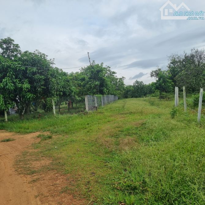 BÁN VƯỜN XOÀI GIÁP THỊ TRẤN ĐỊNH QUÁN 1000M2(18MX55M) KHU DÂN CƯ 650TR - 1