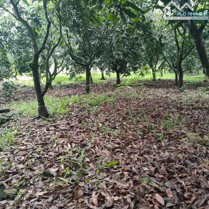 BÁN ĐẤT 1 SẸC QUỐC LỘ 20 1005M2(30MX35M) CÁCH QUỐC LỘ 20 CHỈ 900M CHỈ 980TR - 2