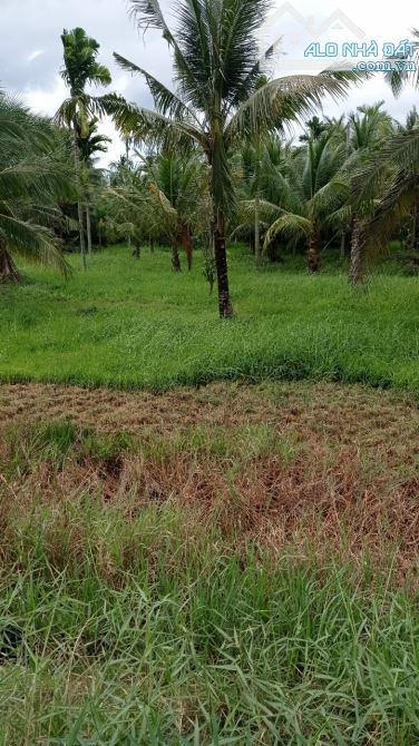 Cần bán đất mặt tiền đường Nguyễn đáng nói dài thuộc xã Đại Phúc huyện càng Long TP Trà Vi - 1