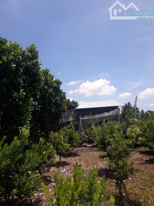 Vườn dừa mít 20x423=8975m² gần KCN, cao tốc Trung lương - 1