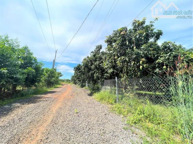 BÁN VƯỜN XOÀI KHU DÂN CƯ 1014M2(16MX61M) CÁCH QUỐC LỘ 20 1.5KM CHỈ 720 TRIỆU - 2