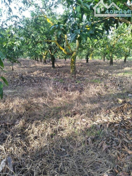 BÁN VƯỜN XOÀI THÁI GẦN QUỐC LỘ 20 1719M2(18MX90M) ĐƯỜNG THÔNG CÁCH QL20 1KM CHỈ 900TR - 3