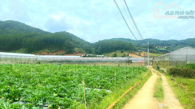 Bán đất 2 mặt tiền view rừng thông gần mặt tiền mimosa Đà Lạt, sổ riêng 7880m - 1