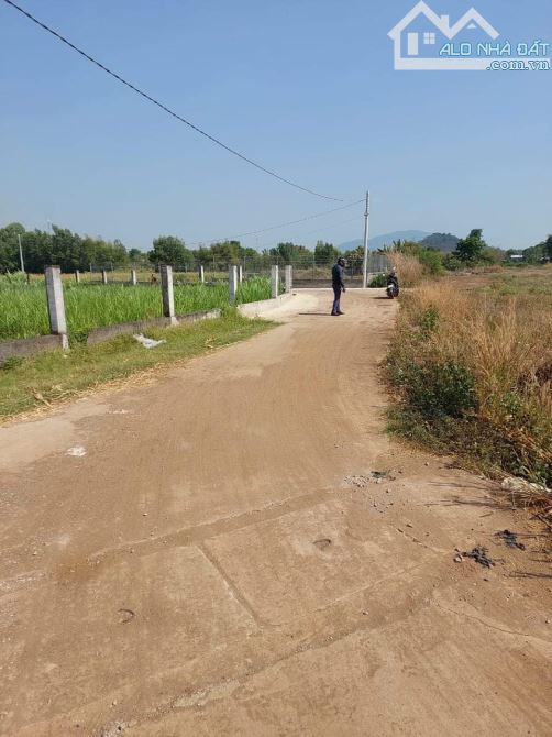 BÁN 2318M2 FUL HỒNG TAII XUÂN ĐÔNG CẨM MỸ ĐỒNG NAI, KHU DÂN CƯ, ĐƯỜNG BÊ TÔNG, 900TR/SAO - 1