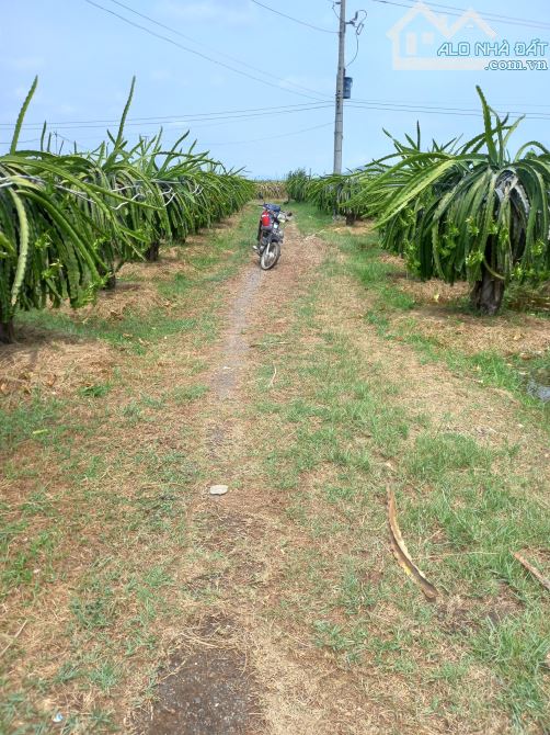 Cần tiền bán nhanh-Đất Phú Phong-Hàm Mỹ-Hàm Thuận Nam-DT 4 sào CLN - 1