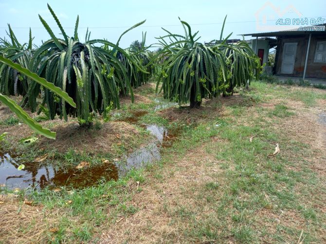 Cần tiền bán nhanh-Đất Phú Phong-Hàm Mỹ-Hàm Thuận Nam-DT 4 sào CLN - 2