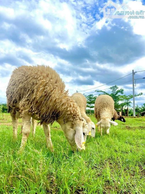 Bán ngay lô đất sổ riêng giá rẻ, gần trạm thu phí Bửu Long - 2