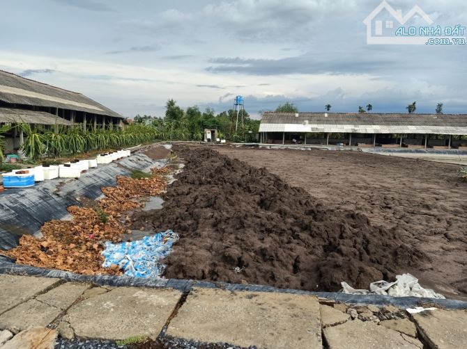 12.000m2 lúa ( trang trại phòng trọ)Tân trụ Long An ( giá 9 tỷ) sát nhựa  giá ngộp