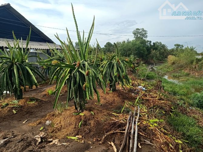 12.000m2 lúa ( trang trại phòng trọ)Tân trụ Long An ( giá 9 tỷ) sát nhựa  giá ngộp - 8