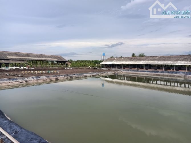 12.000m2 lúa ( trang trại phòng trọ)Tân trụ Long An ( giá 9 tỷ) sát nhựa  giá ngộp - 9