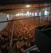 Bán trại gà đang hoạt động tốt tại Khởi Nghĩa, Tiên Lãng, Hải Phòng.