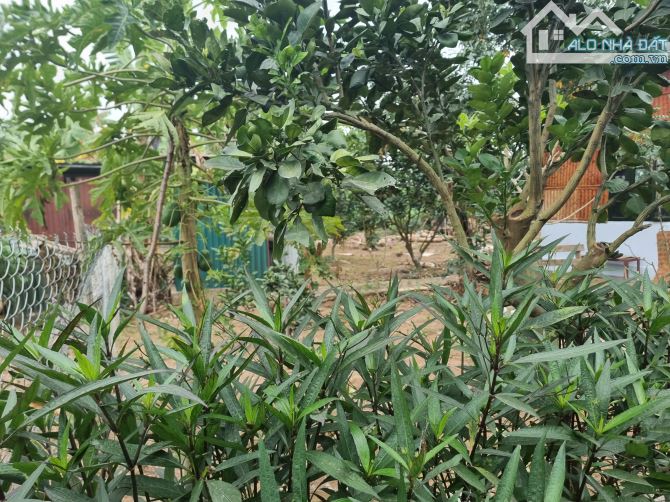 Cần nhượng 7 sào đất bãi giữa sông Hồng -phường Tứ Liên-Tây Hồ-Hà Nội(có thể bán 1/2) - 3